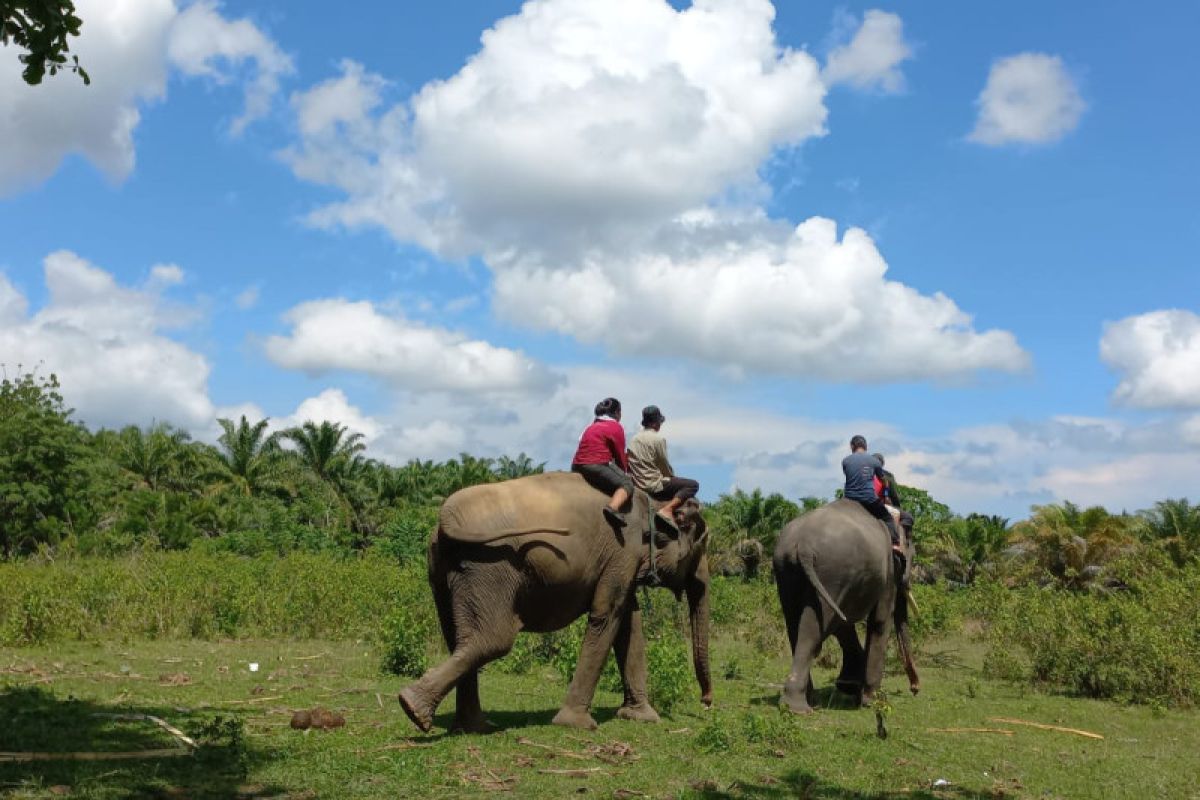 Keberadaan gajah di TWA Seblat Bengkulu jadi magnet wisatawan