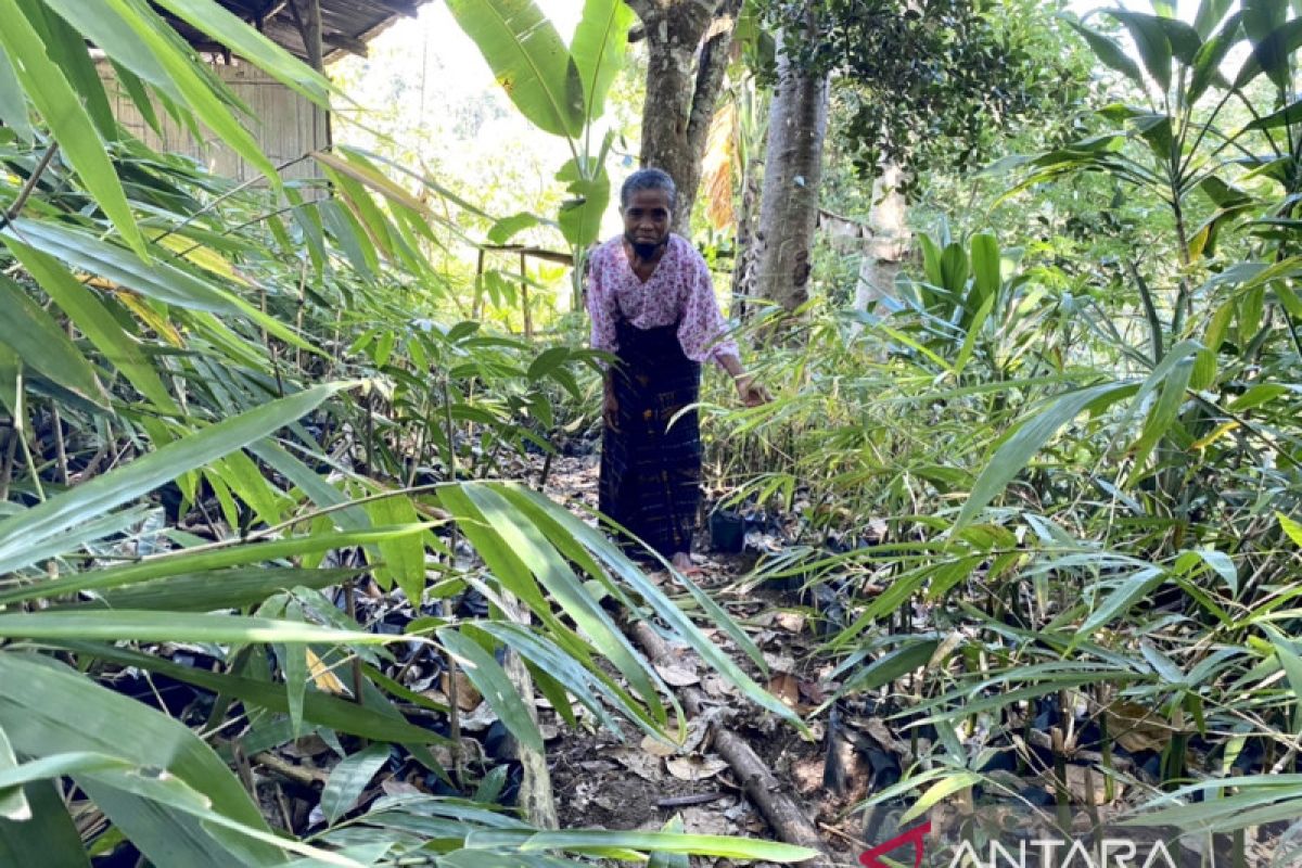 Artikel - Derap mama-mama pelopor bambu Desa Rateroru memulai kisah bambu di Ende