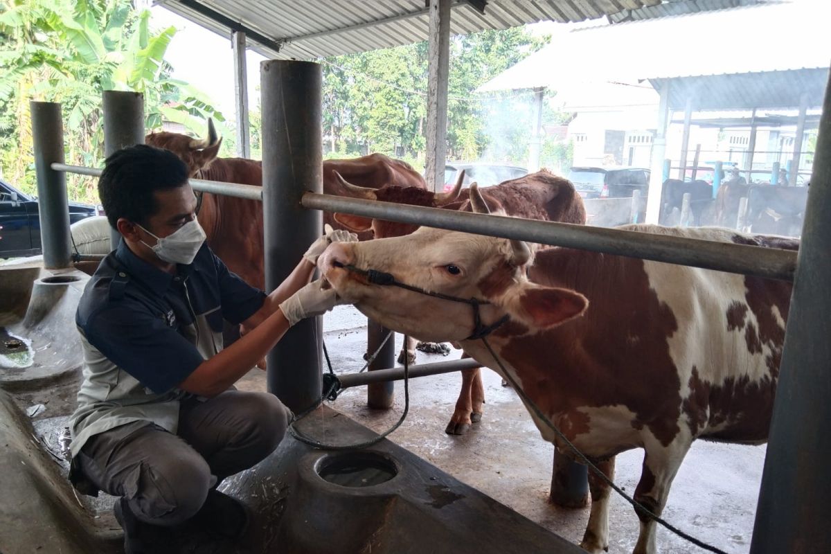 Wabah PMK, Kemenag terbitkan edaran pelaksanaan kurban