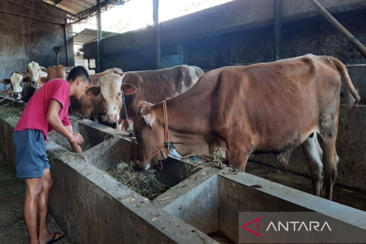 Disnakan Boyolali siapkan tiga syarat penyembelihan hewan kurban