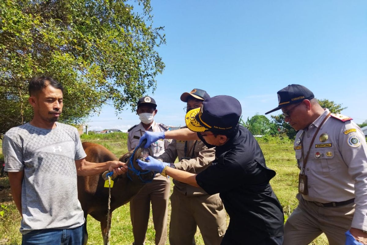 Badan Karantina Pertanian tekankan biosekuriti cegah PMK