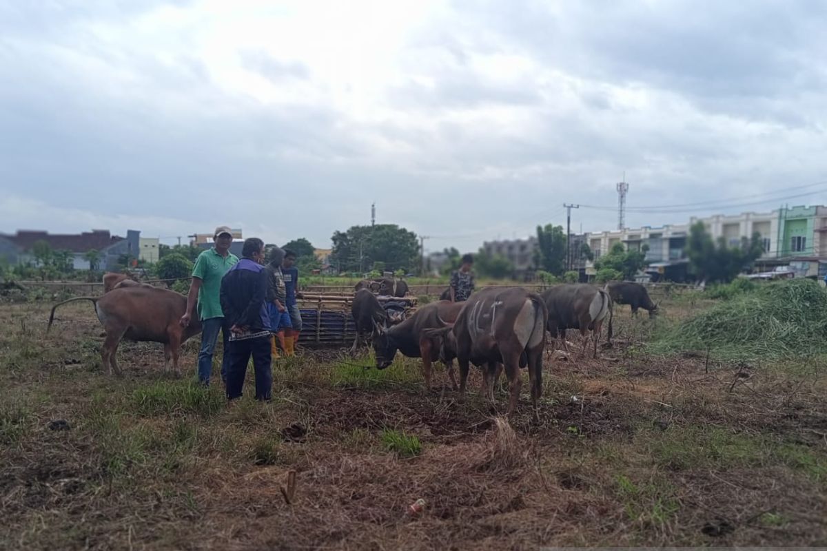 Kemenag terbitkan edaran pemotongan kurban di tengah wabah PMK