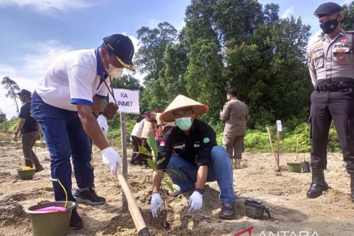 PT Timah dan Forkopimda Bangka Barat tanam ribuan pohon di bekas tambang