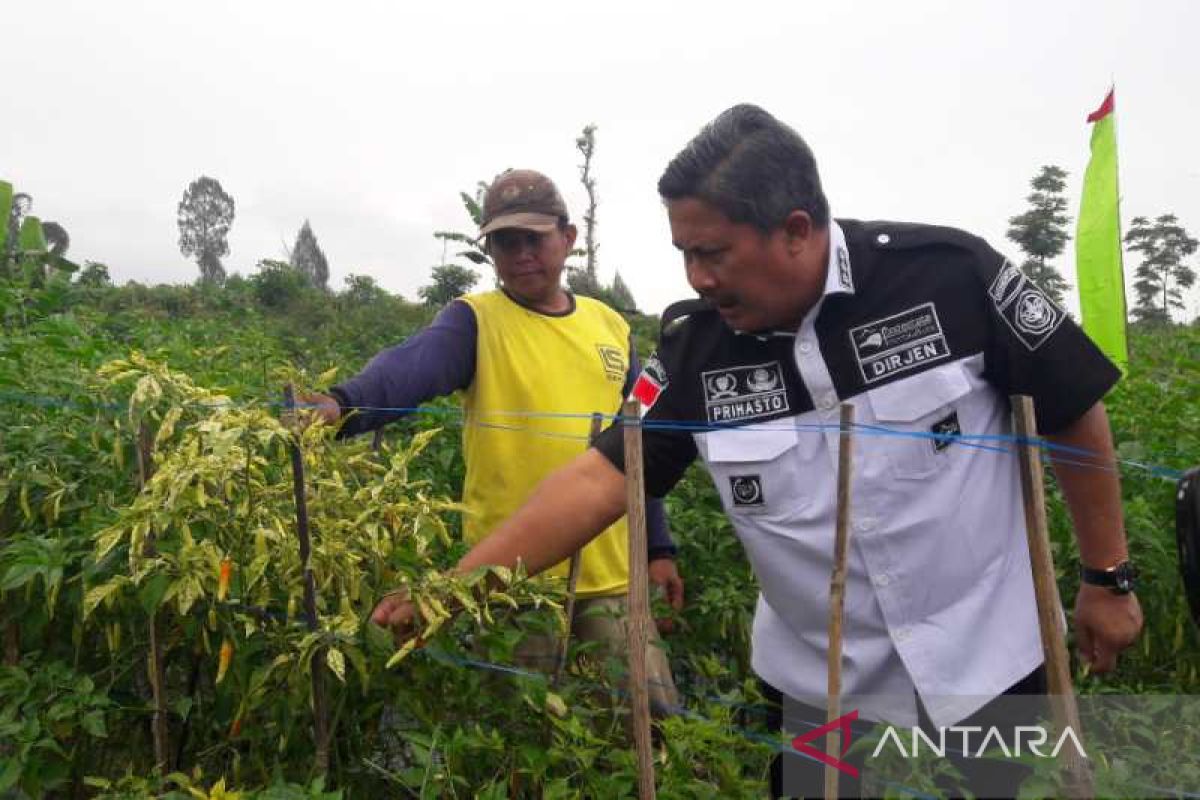 Pemerintah jamin ketersediaan cabai jelang Idul Adha