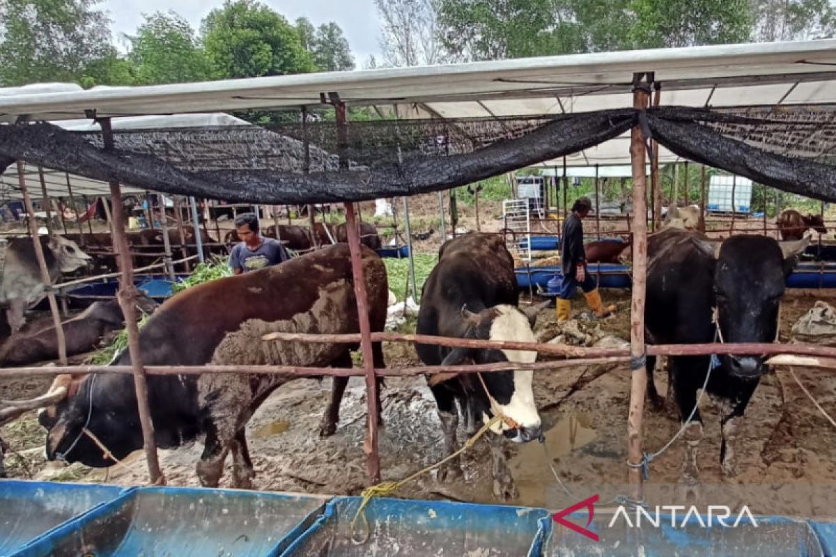 Pemkot Batam temukan gejala mirip PMK di sejumlah sapi