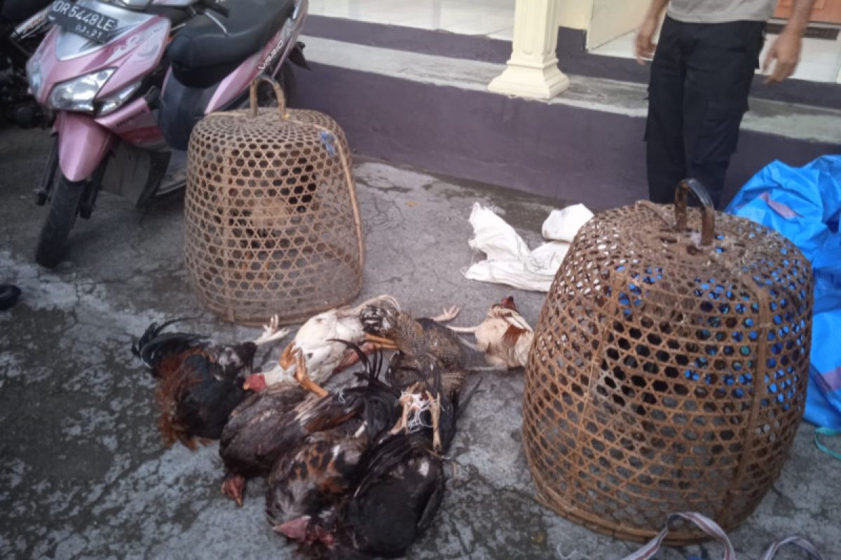 Kakek usia 64 tahun di Lombok Tengah kedapatan buka judi sabung ayam