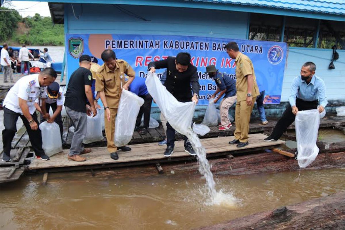 Bupati Nadalsyah tebar 20 ribu benih ikan jelawat di Sungai Barito