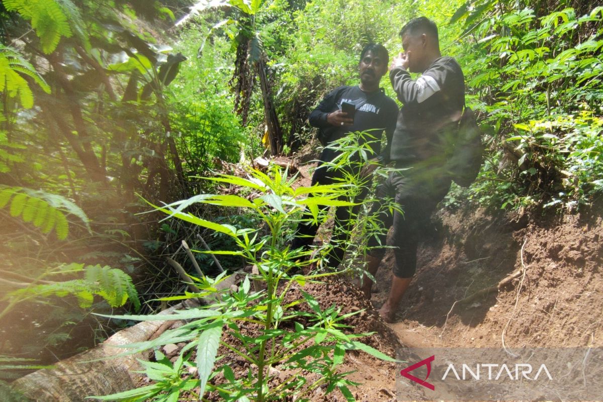 Sengaja ditanam, polisi temukan ladang ganja di Cianjur