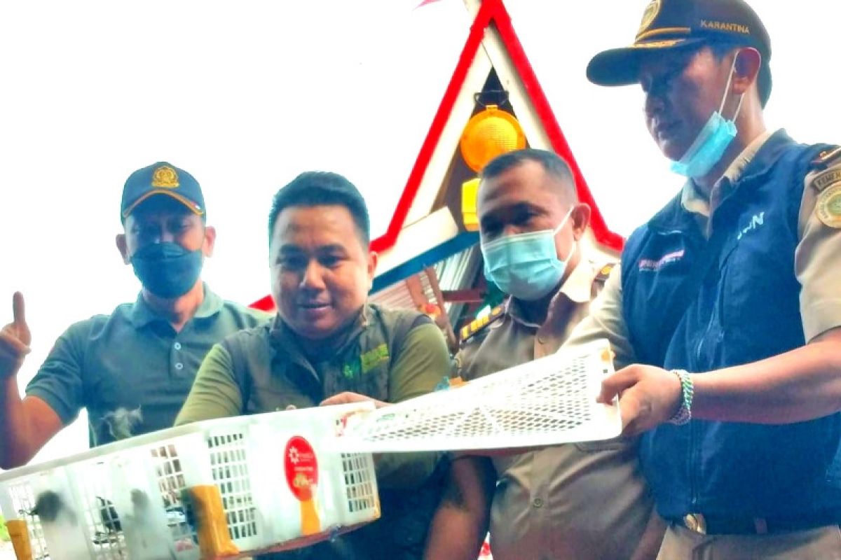 BKSDA dan Balai Karantina lepasliarkan ratusan burung hasil sitaan di Sampit