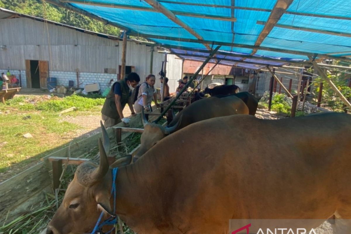 Pemprov Papua pastikan tidak ada kasus PMK hewan berkaki empat di wilayahnya