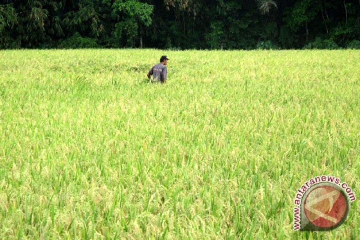 BPS: Harga gabah kering panen di tingkat petani naik 1,72 persen pada Juni 2022