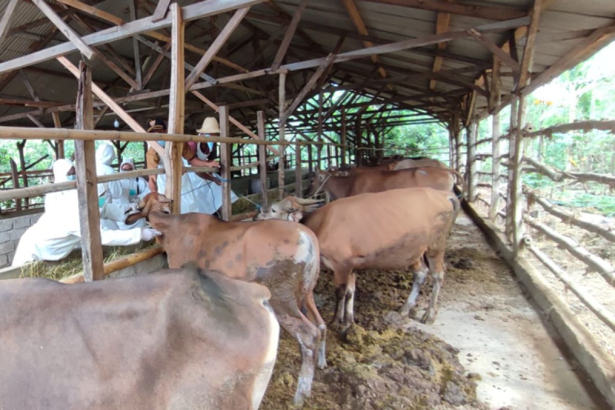 565 ternak di Lombok Tengah NTB telah divaksin