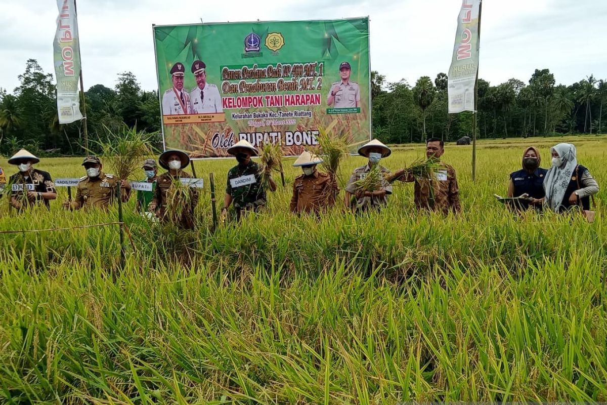 Lahan sawah seluas 118  ribu hektare di Kabupaten Bone siap panen padi