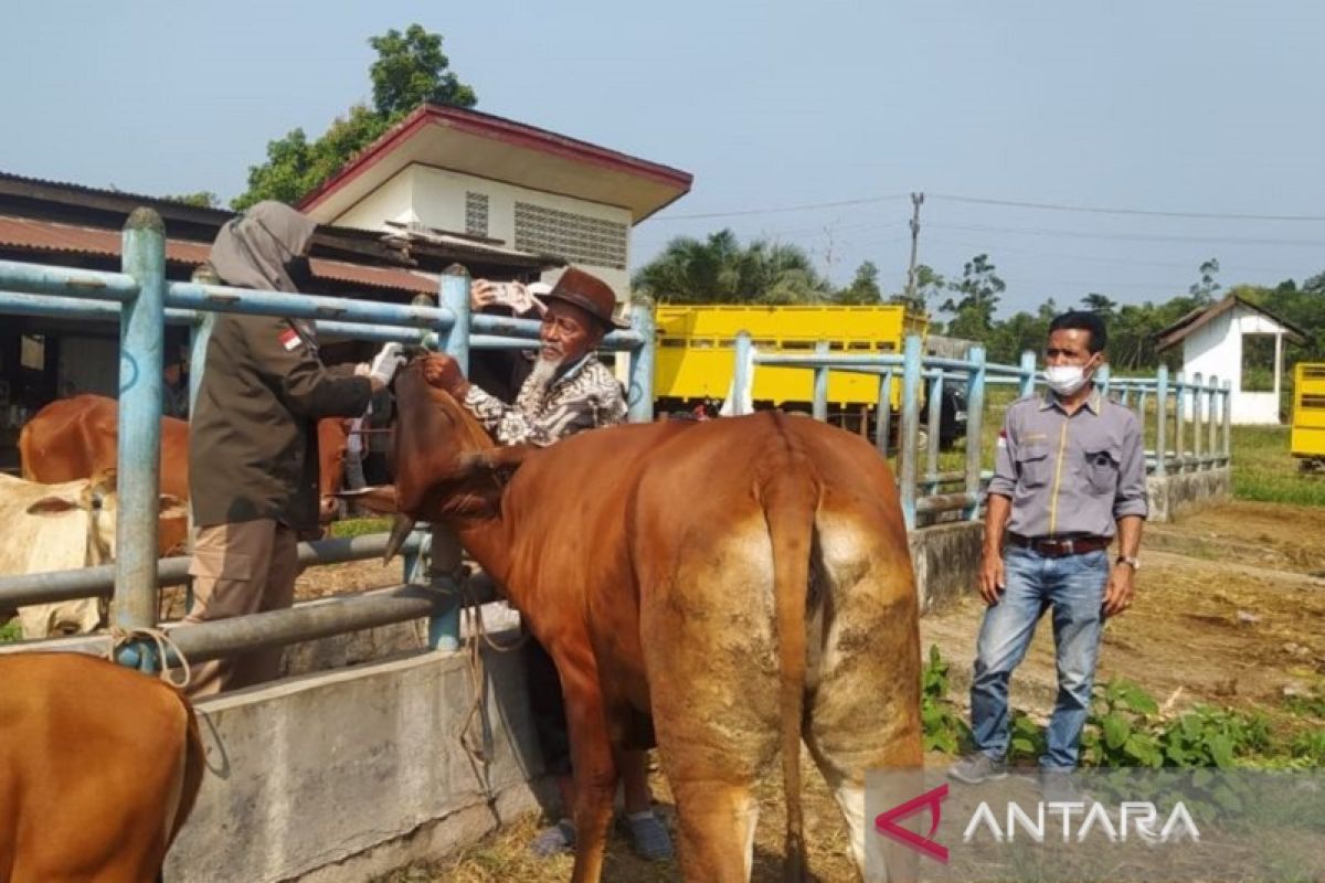 Pemkot Kendari siapkan tiga dokter hewan untuk memeriksa hewan kurban