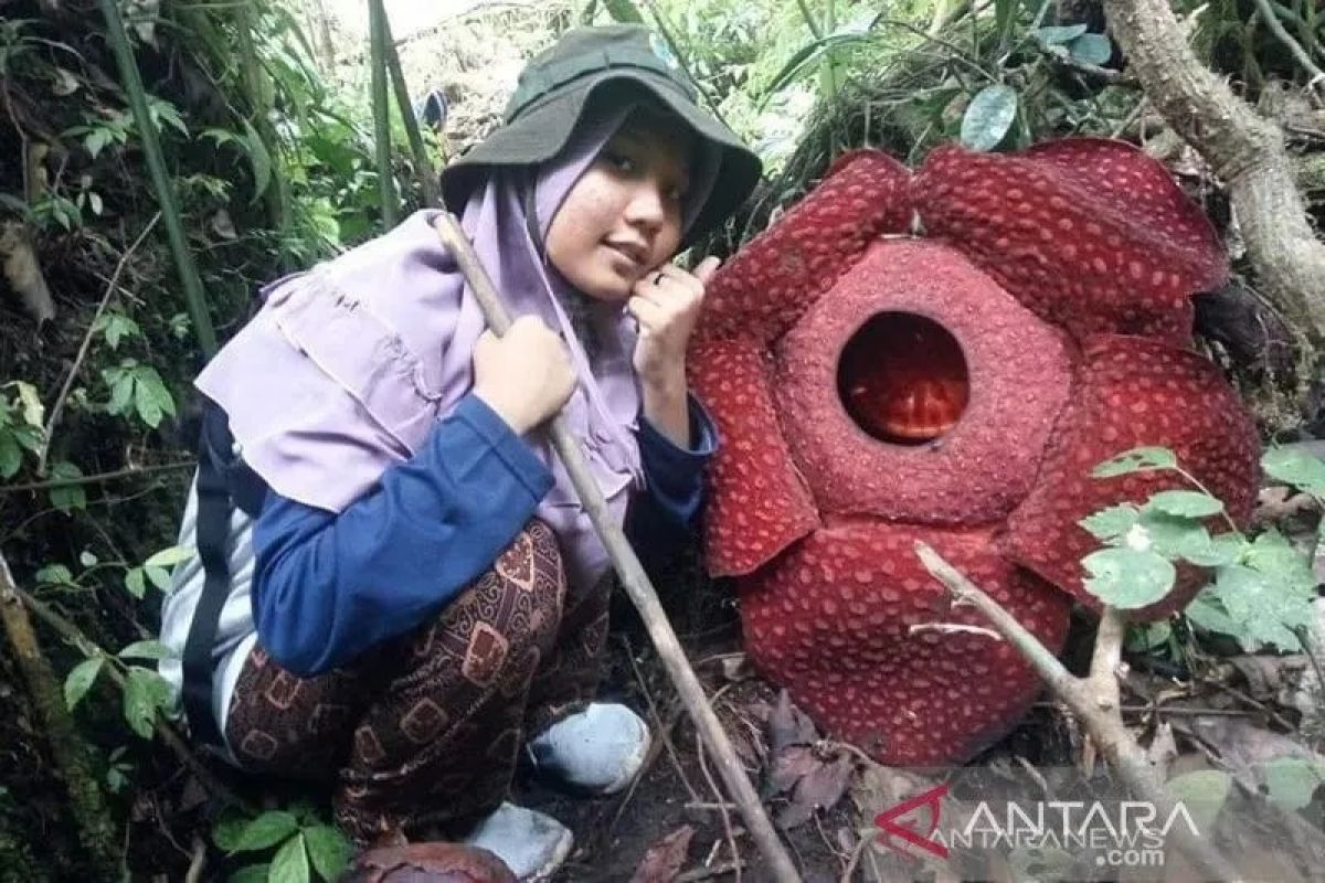 Raflesia di Ranah Minang