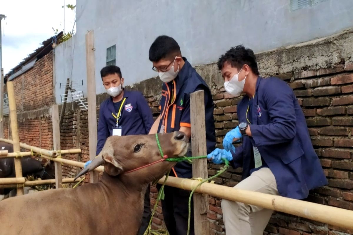 Dinas Pertanian Makassar kerahkan 150 orang pemeriksa hewan kurban