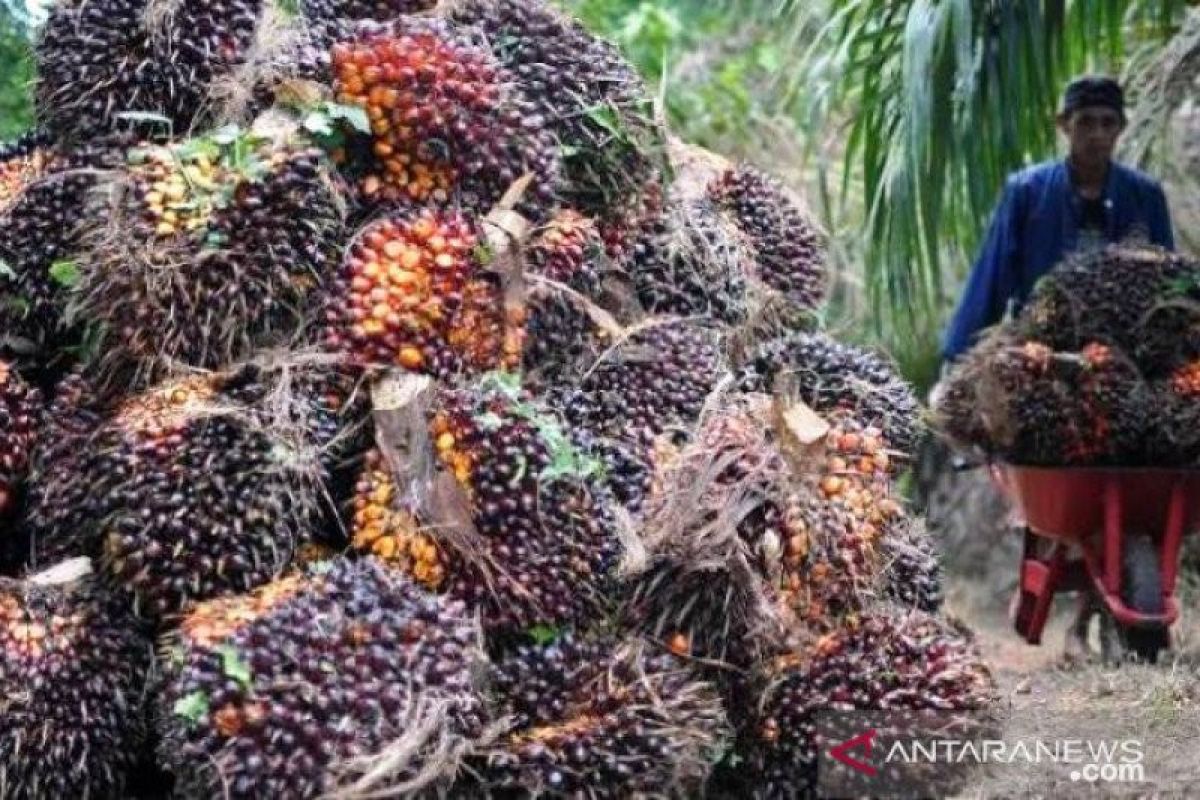 Harga sawit di Riau umur 10-20 tahun  turun Rp92,72/kg