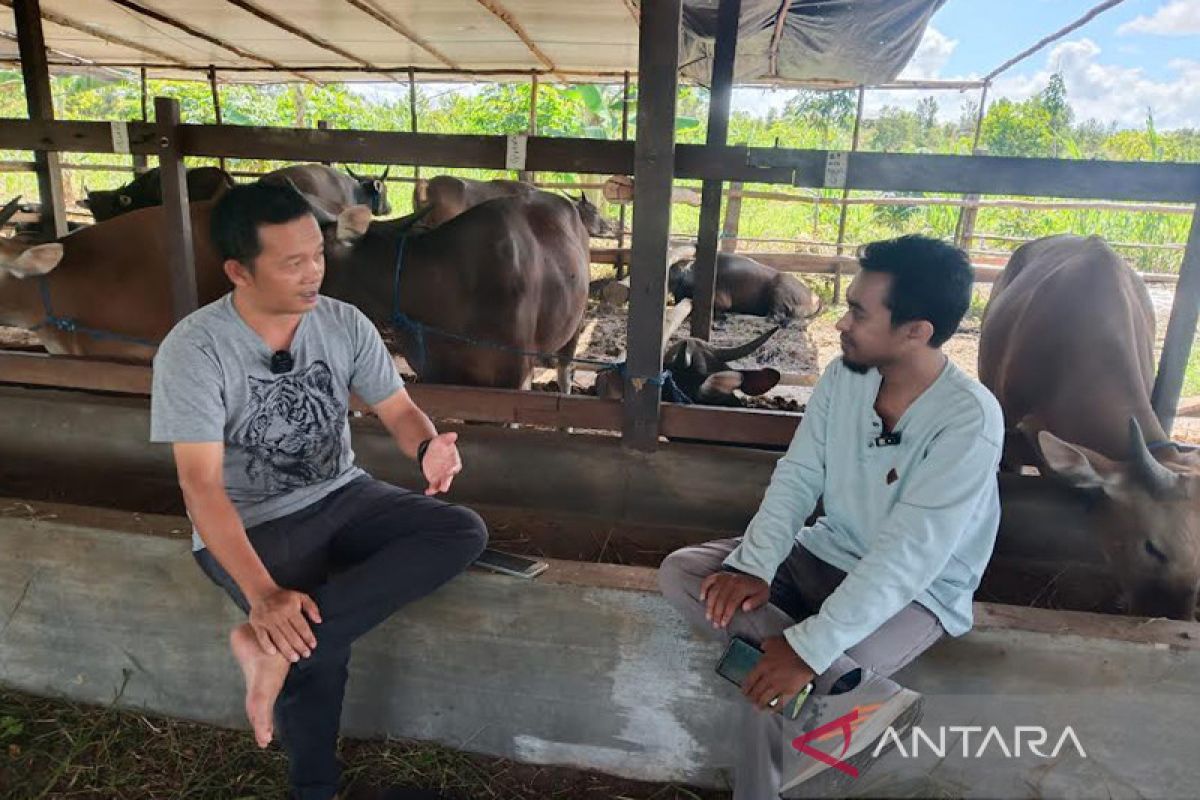 Daging terjangkit PMK aman dikonsumsi jika diolah secara benar