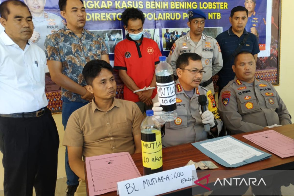 Pengiriman 17.160 ekor benih lobster dari NTB tujuan Jawa digagalkan