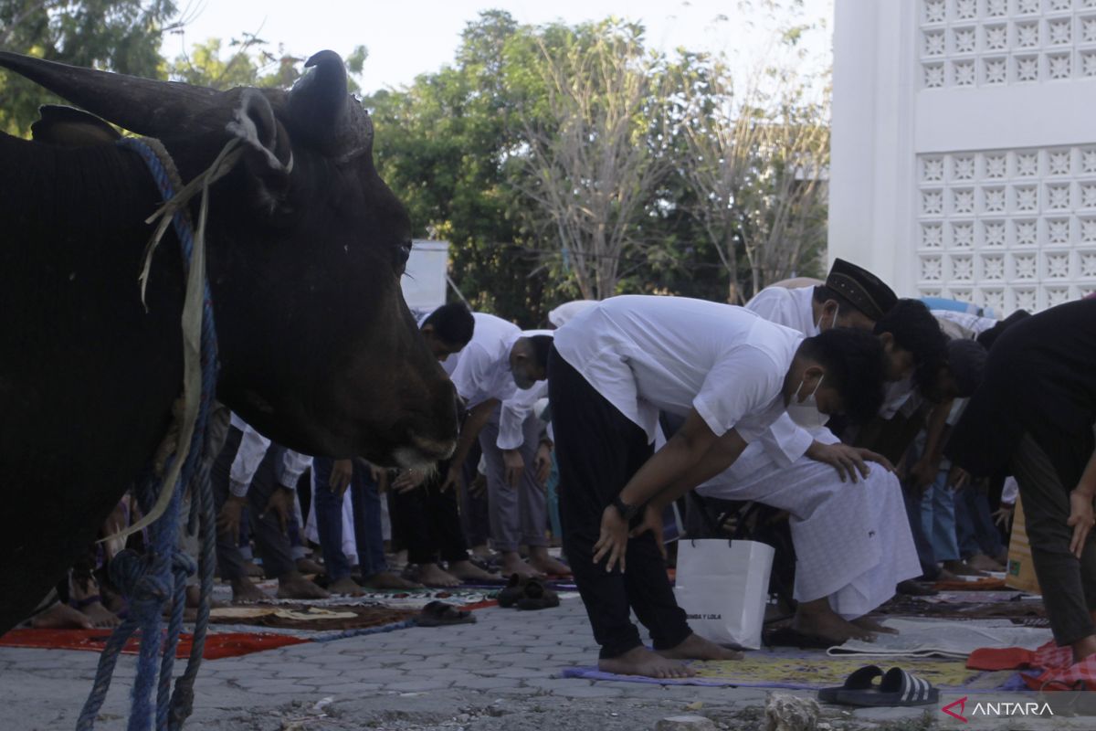 Daging kurban dibagikan ke warga sekitar Universitas Muhammadiyah Kupang