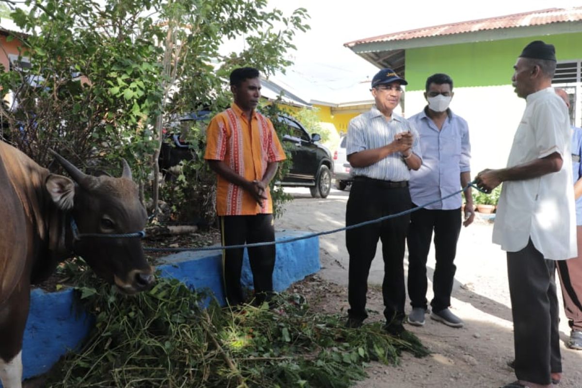 Pemkot Kupang salurkan hewan kurban 16 ekor sapi