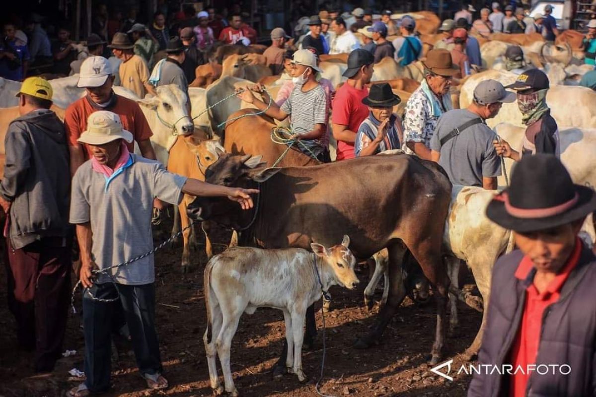 Ditipu penjual ternak, sejumlah mushala di Bukittinggi gagal kurban