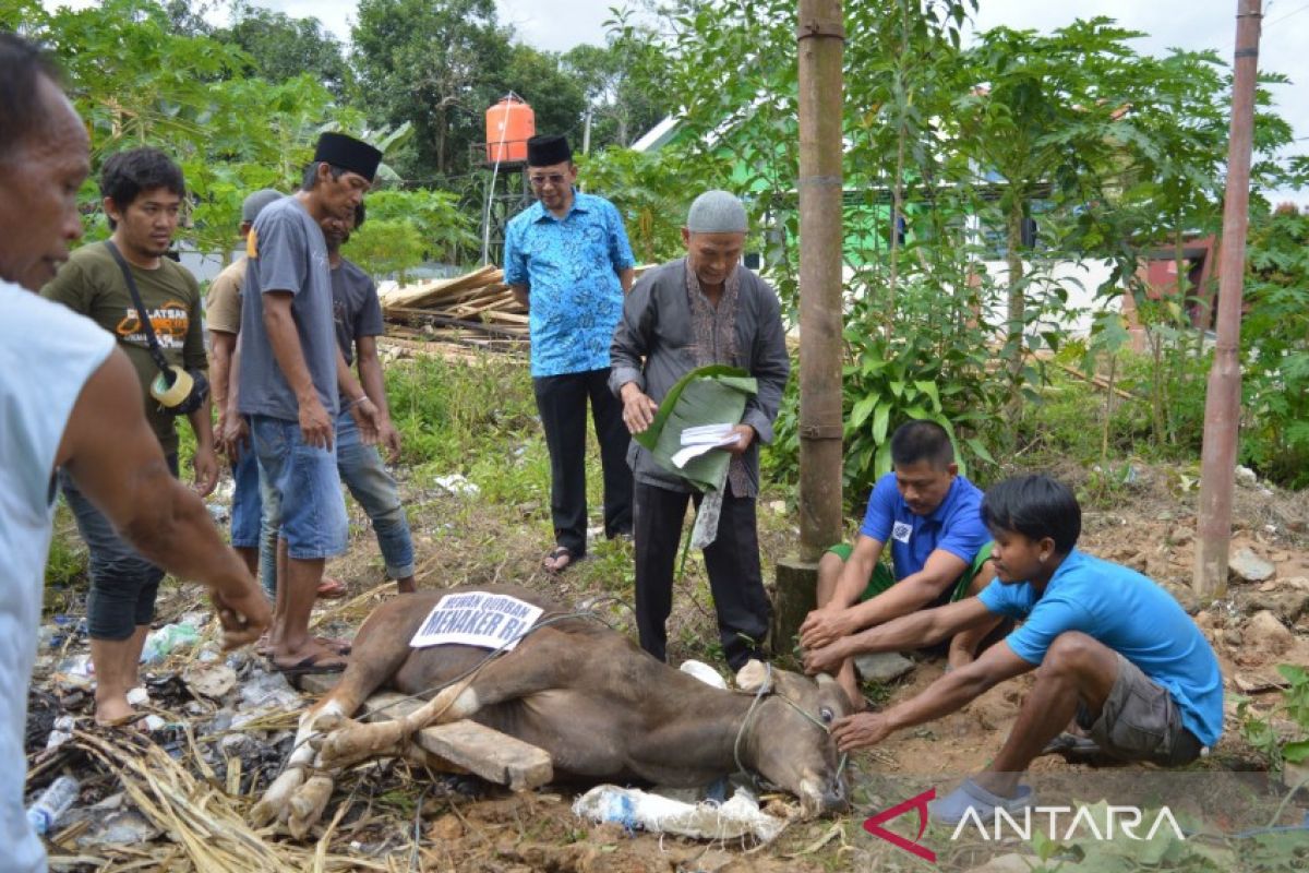 BPVP Kendari salurkan sapi kurban Menaker Ida Fauziyah kepada masyarakat