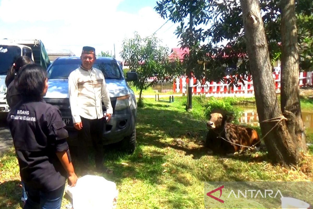 Polres Kapuas potong 10 ekor sapi kurban