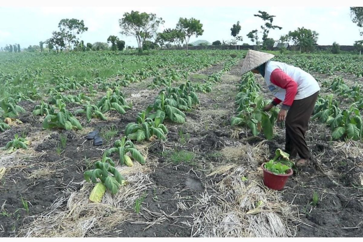 Ribuan hektare lahan di Lombok Tengah ditanami kembali tembakau