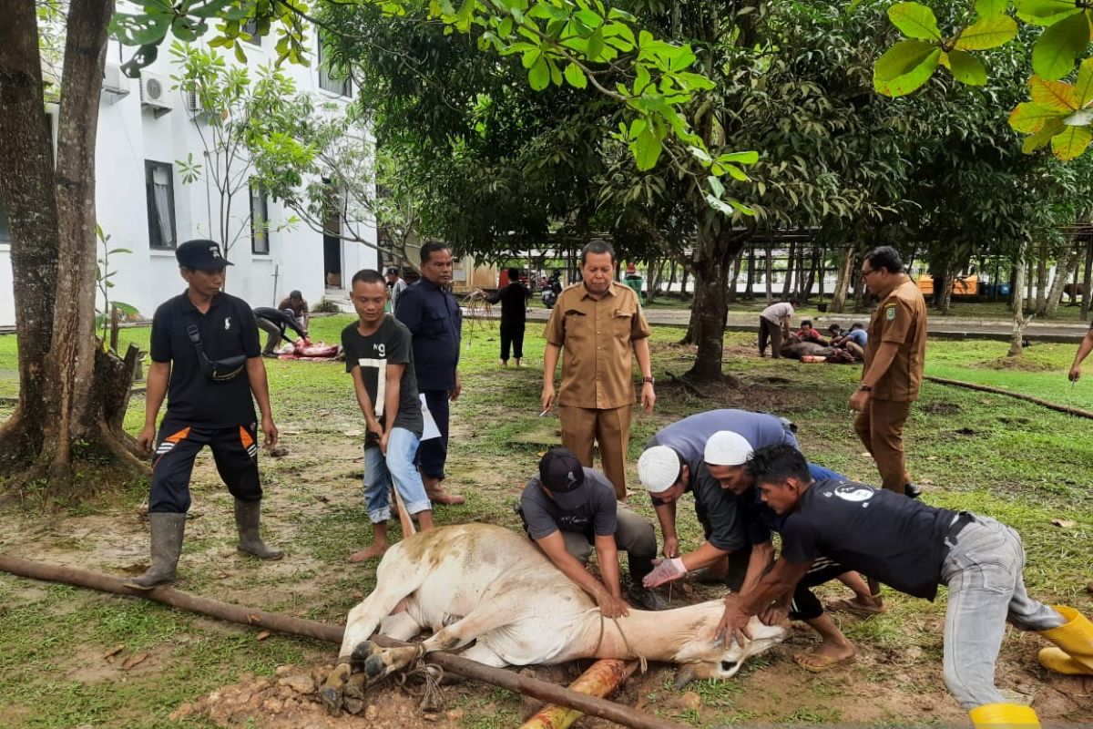 Dinas PU Tarukim Siak kurban 13 sapi, meningkat dari tahun lalu