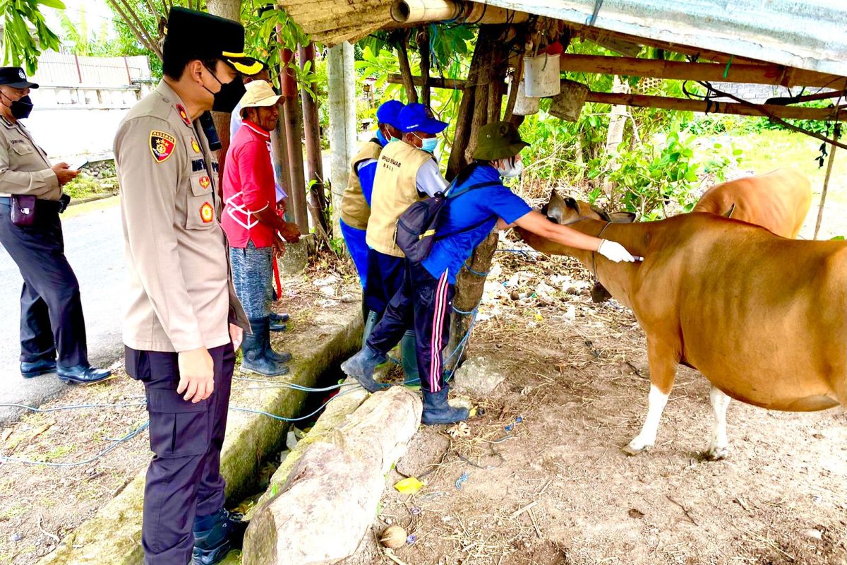 Satgas PMK Polresta Denpasar-Distan vaksinasi 147 ekor sapi