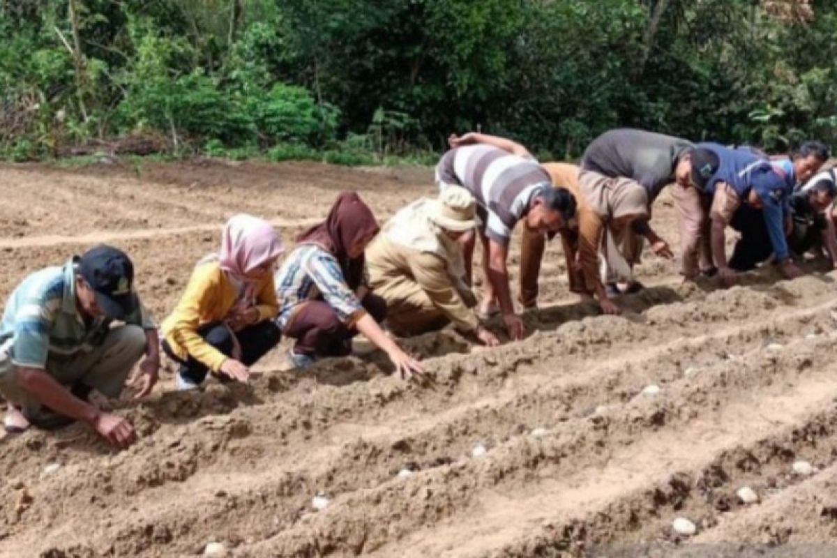 Tapanuli Selatan kembangkan tanaman kentang