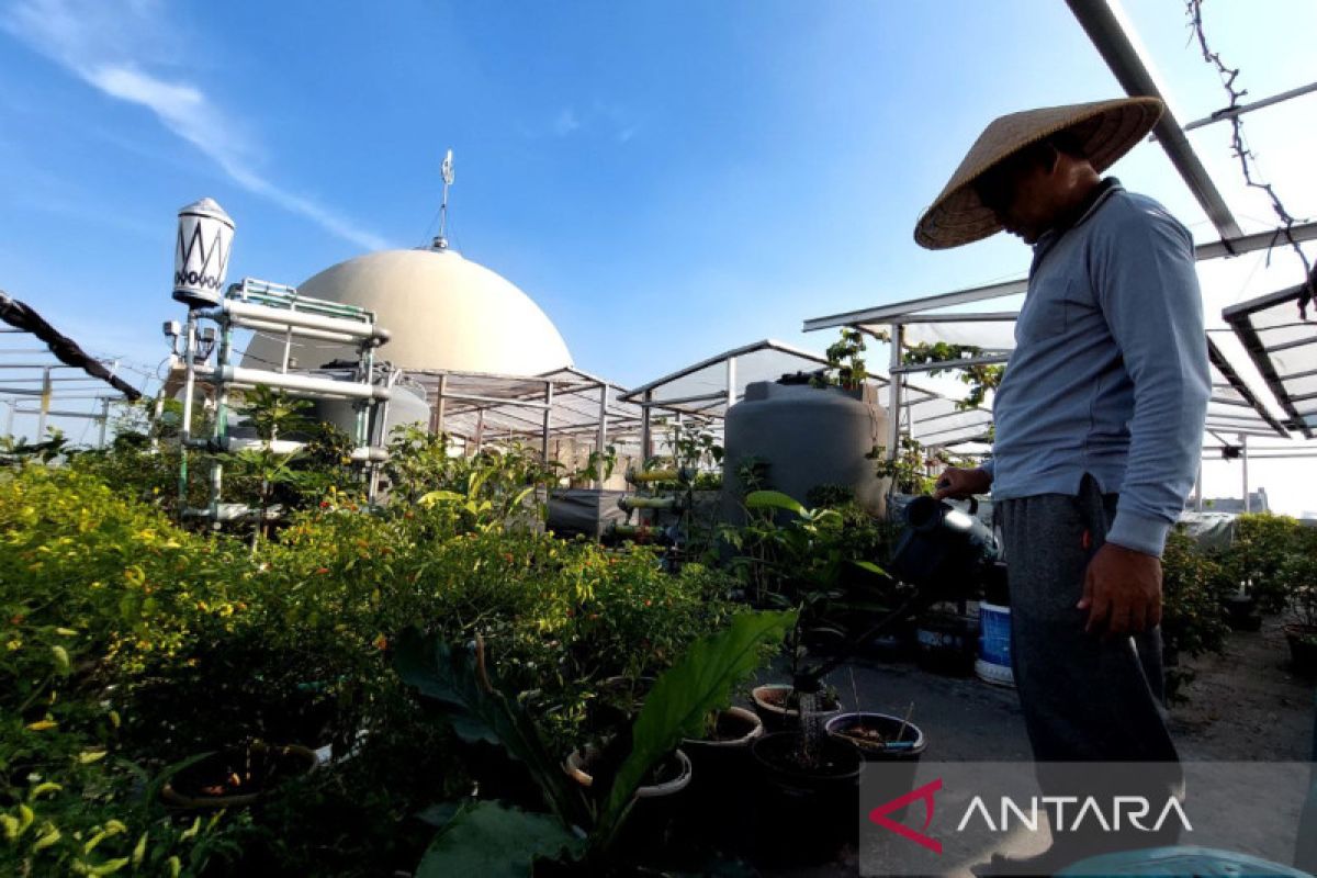 Hijaukan atap masjid Sunter dengan "urban farming"