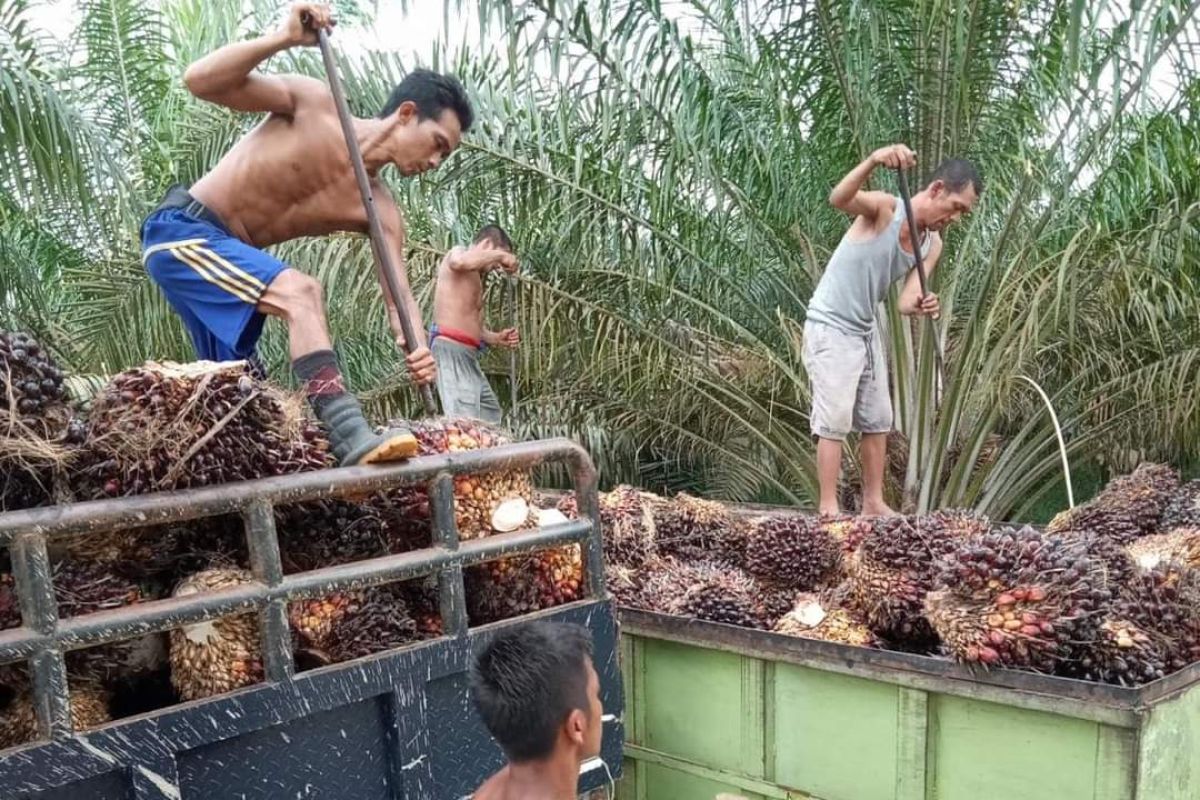 Terus perjuangkan harga TBS sawit, petani di Kobar diminta bersabar