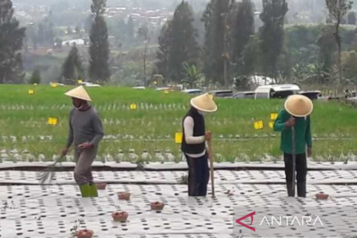 Program "food estate" Temanggung libatkan petani berpengalaman