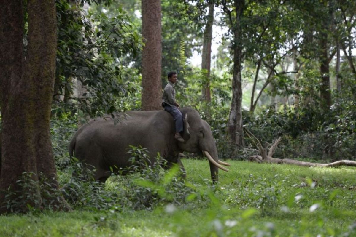 Upaya menghentikan konflik gajah-manusia