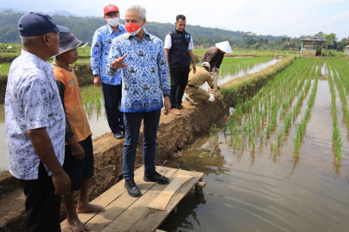 Konsep mina padi menguntungkan, Ganjar minta direplikasi petani