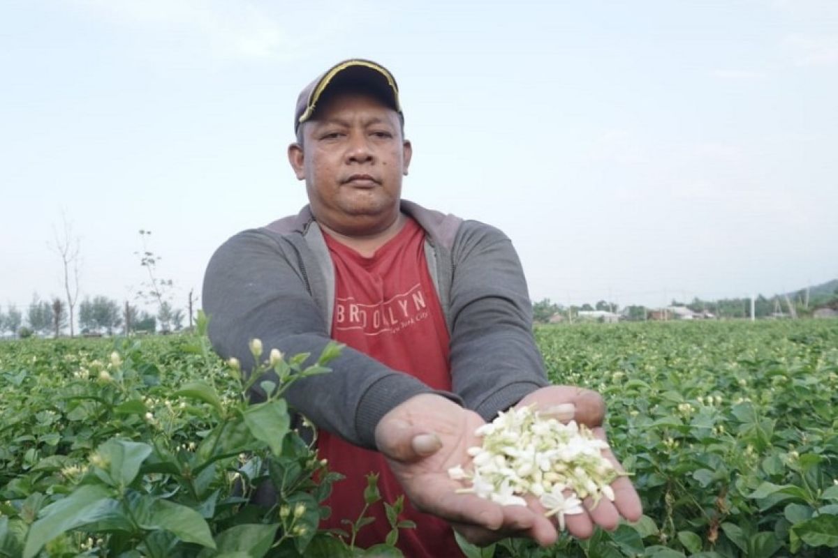 Pemkab Batang dorong petani melati perluas lahan pertanian