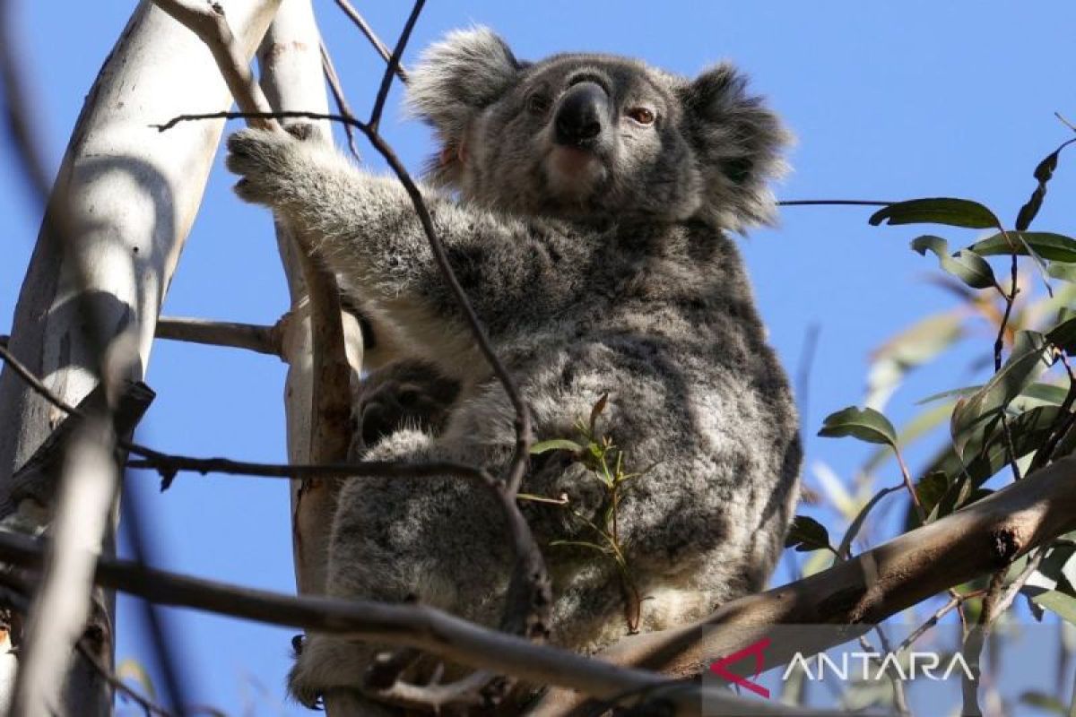 Australia kehilangan banyak spesies mamalia dibandingkan benua lain