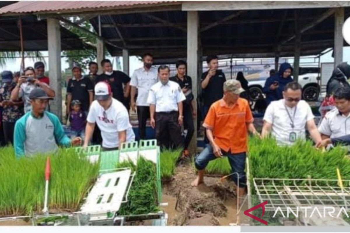 Jaga ketahanan pangan, DTPHP Pasbar tetapkan lahan sawah yang dilindungi