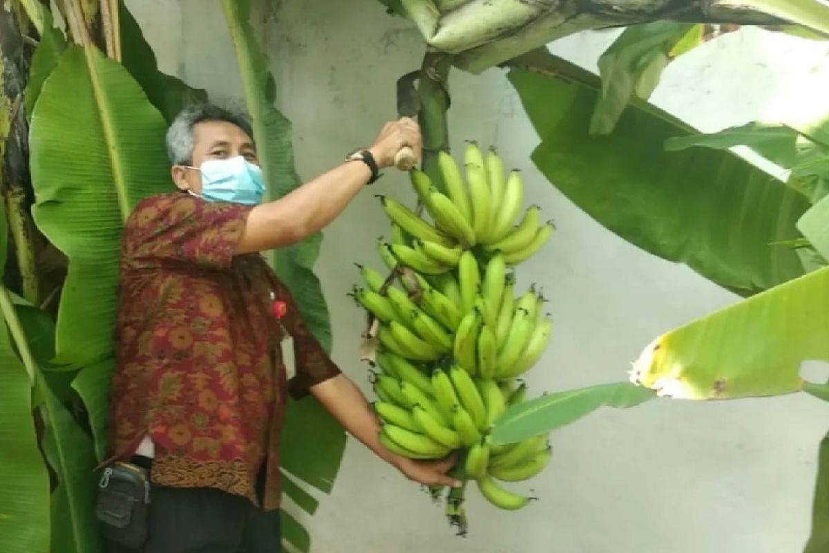 Kejar Adiwiyata Mandiri, SMP 31 Semarang kelola kebun buah