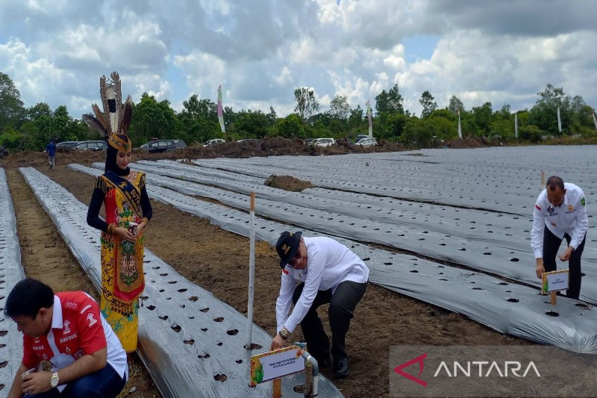 Wamentan RI: Penanaman jagung Lapas Sukamara dukung ketahanan pangan nasional