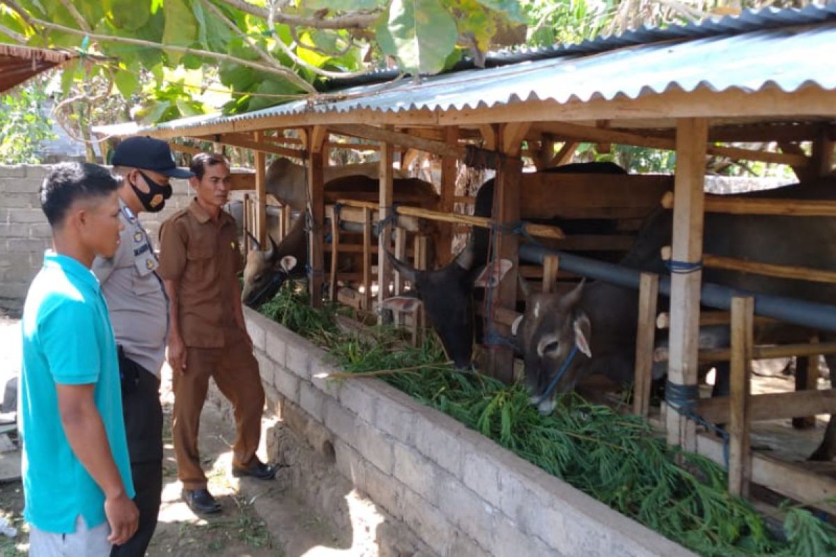 Polisi ikut turun cegah wabah PMK di Lombok Tengah