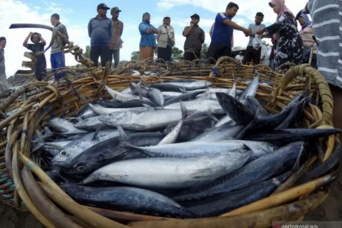 DKP DIY: Produksi ikan tangkap di DIY meningkat