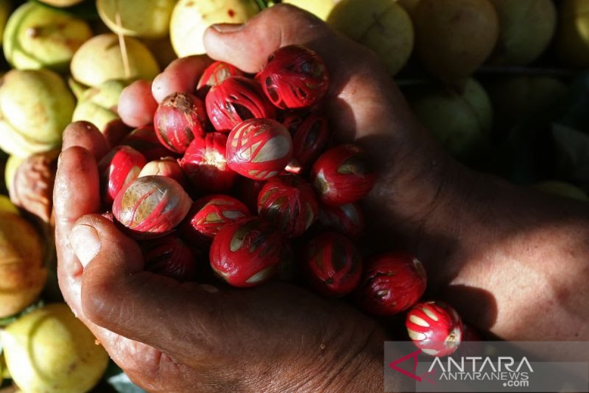 Sekitar 4.906 ha tanaman pala di Aceh Selatan rusak terserang penyakit