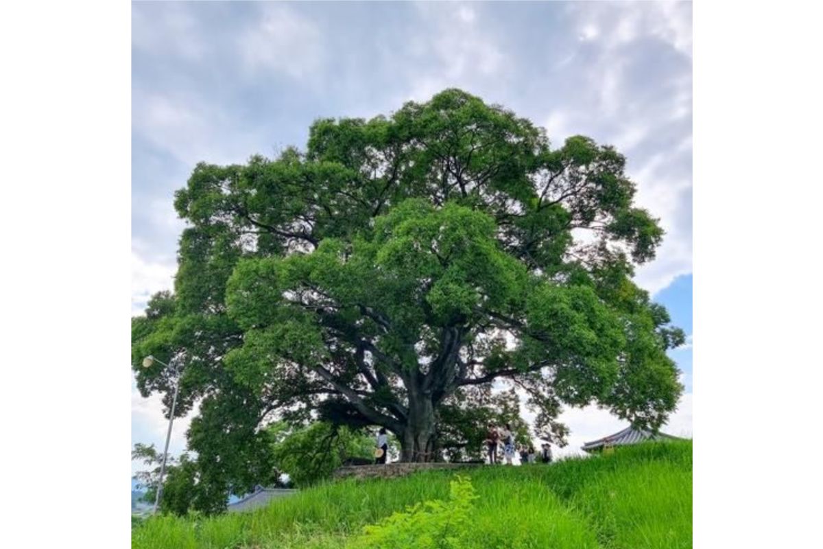 Badan warisan budaya Korea tinjau pohon hackberry