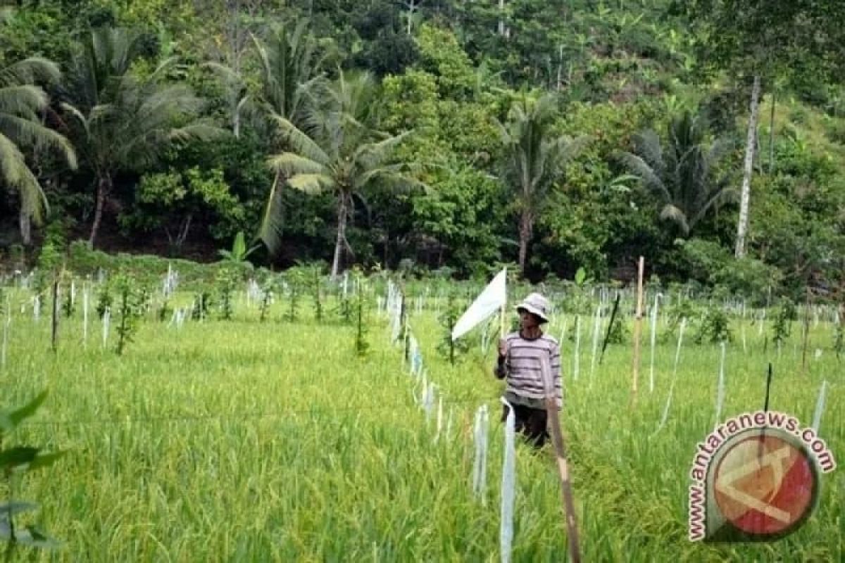 Pemkab OKU Timur bantu kebutuhan pupuk untuk petani