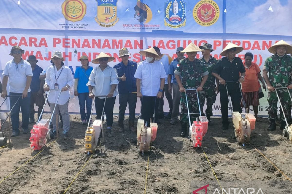 Papua muda inspiratif  tanam jagung dukung ketahanan pangan