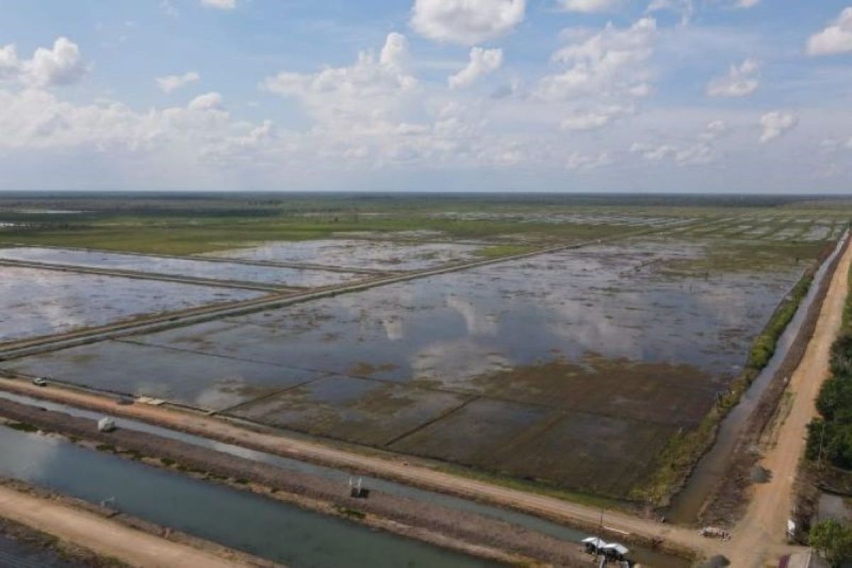 Pengamat: Proyek Food Estate dinilai bisa atasi penyusutan lahan pertanian