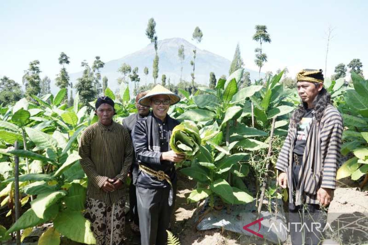 Awali masa panen, warga lereng Sindoro Temanggung lakukan tradisi wiwit tembakau